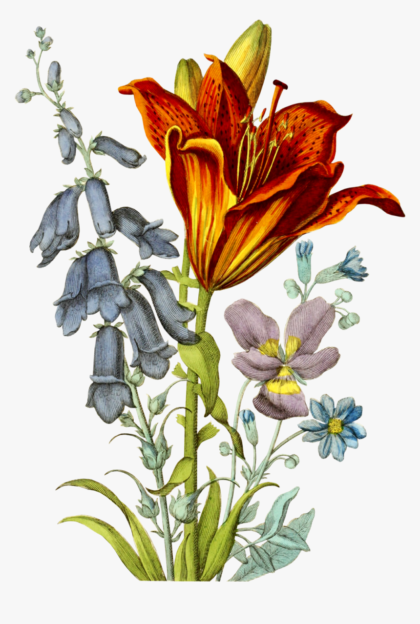 Lehigh Valley, Pa - Fire Lily, HD Png Download