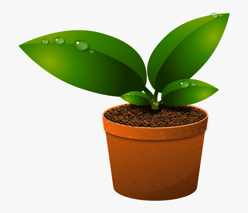Green Leaves, Plants, Growth, Foliage, Vase, Vegetation - Components Of Ecosystem In Hindi, HD Png Download
