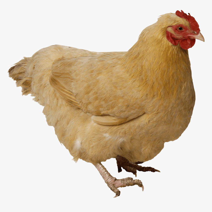 Chicken Transparent Png, Png Download