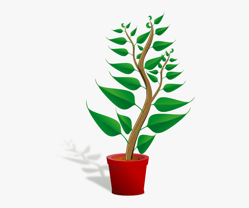 Seedling, Potted Plant, Sapling, Plant, Growing, Growth - Getting To Know Plants, HD Png Download
