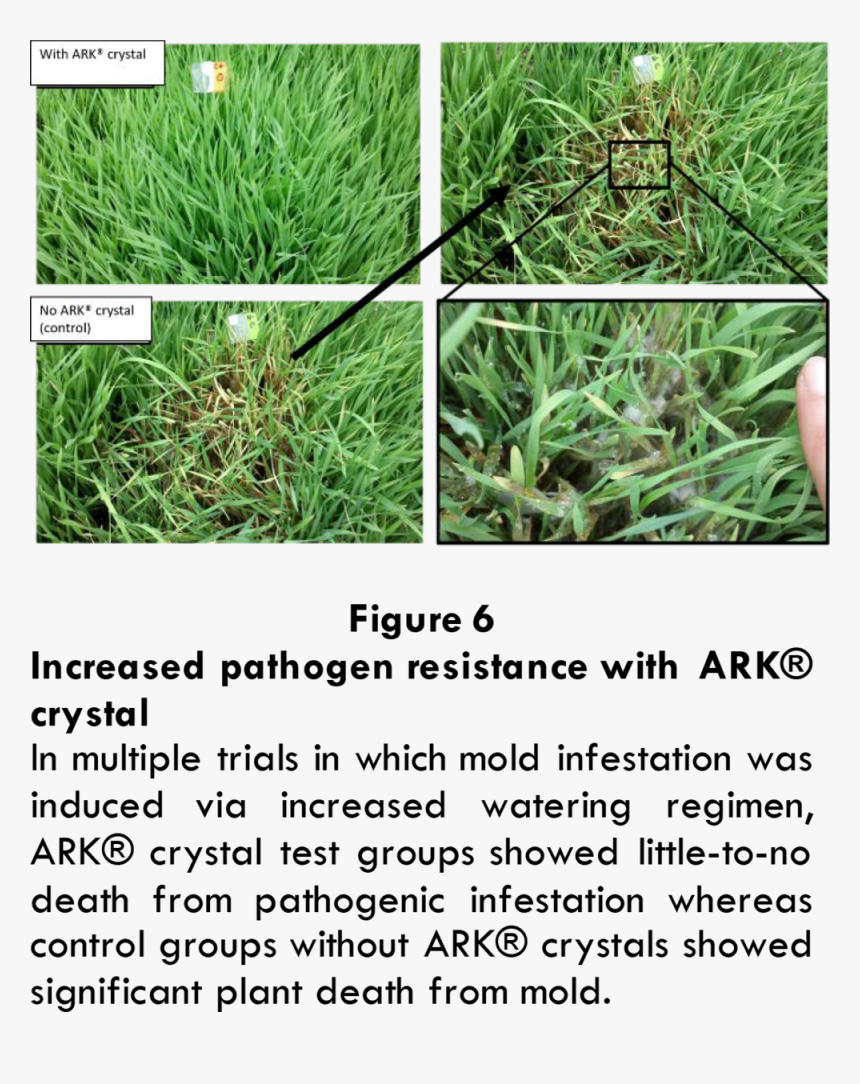 Growth4 - Grass, HD Png Download