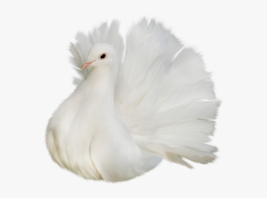 Gorgeous Critters Clipart With Transparent Backgrounds, HD Png Download