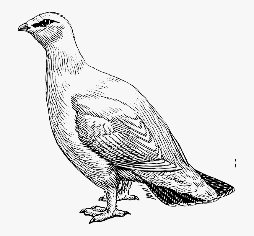 Paloma, Animales, La Biología, Ave, Ornitología - Ptarmigan Clipart, HD Png Download