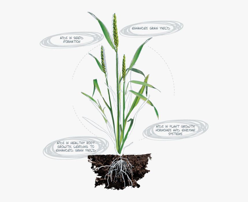 Calcium Deficiency In Plants Root, HD Png Download