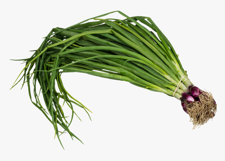 Scallion Spring Onion Png Image, Transparent Png