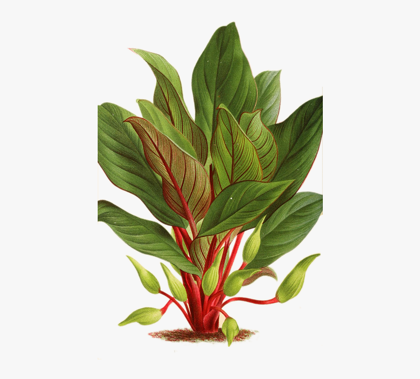 Plant Green Summer Spring Growth Fresh Foliage - Homalomena, HD Png Download