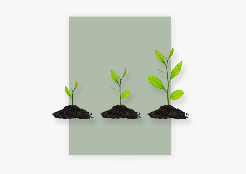 Plant Growth Products - Houseplant, HD Png Download