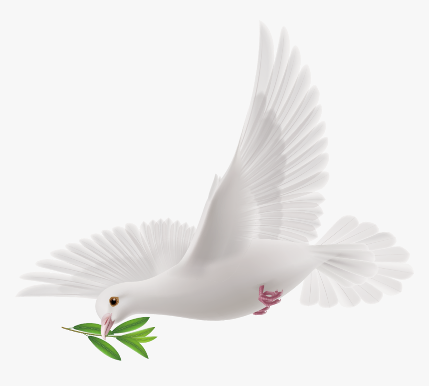 Rock Dove, HD Png Download