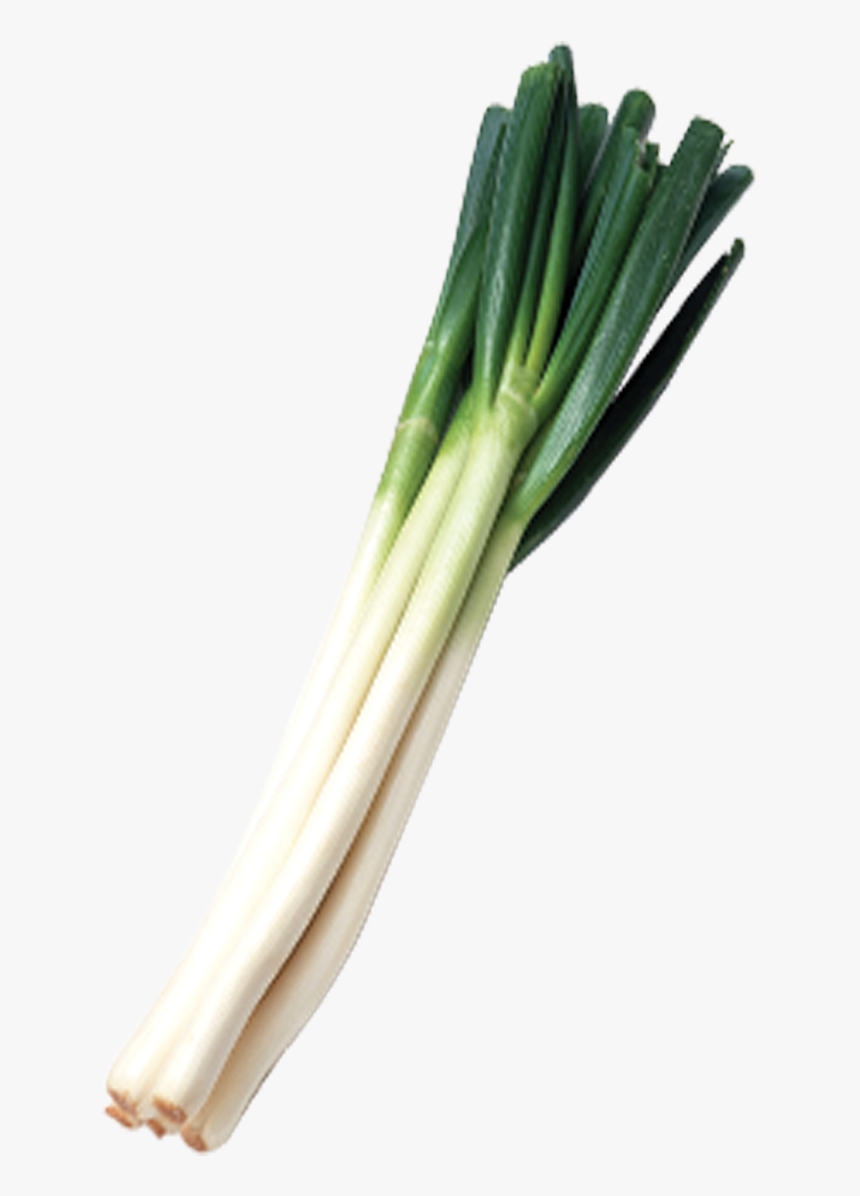 Green Onions Png Svg Freeuse Library - Green Onions Transparent Background, Png Download