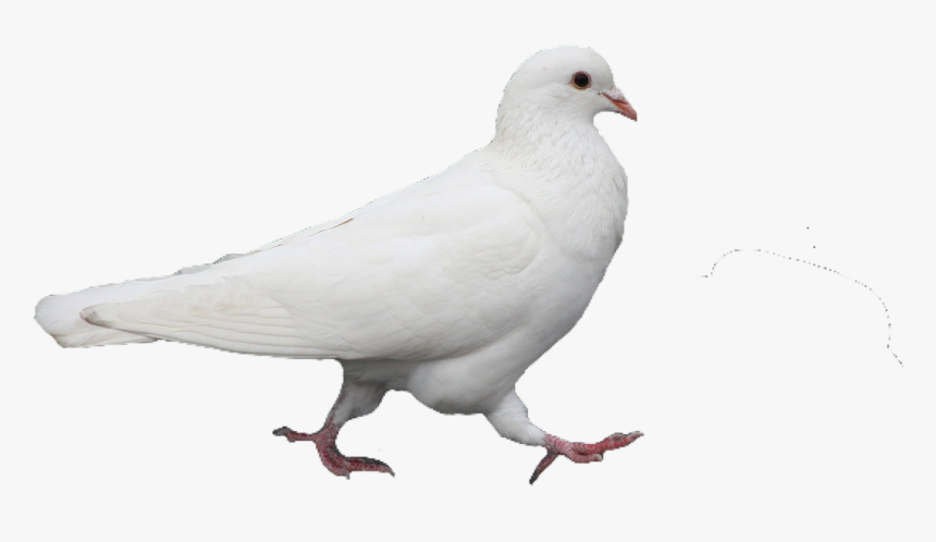 Rock Dove, HD Png Download
