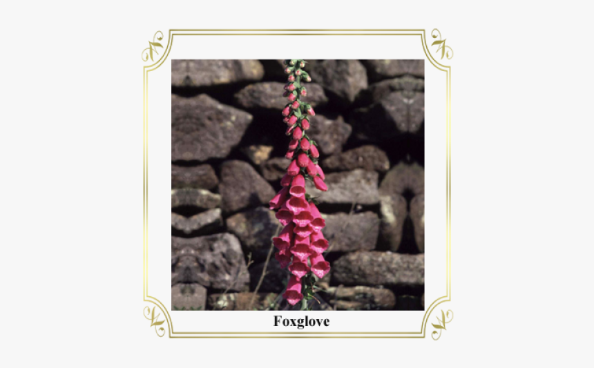Foxglove - Picture Frame, HD Png Download