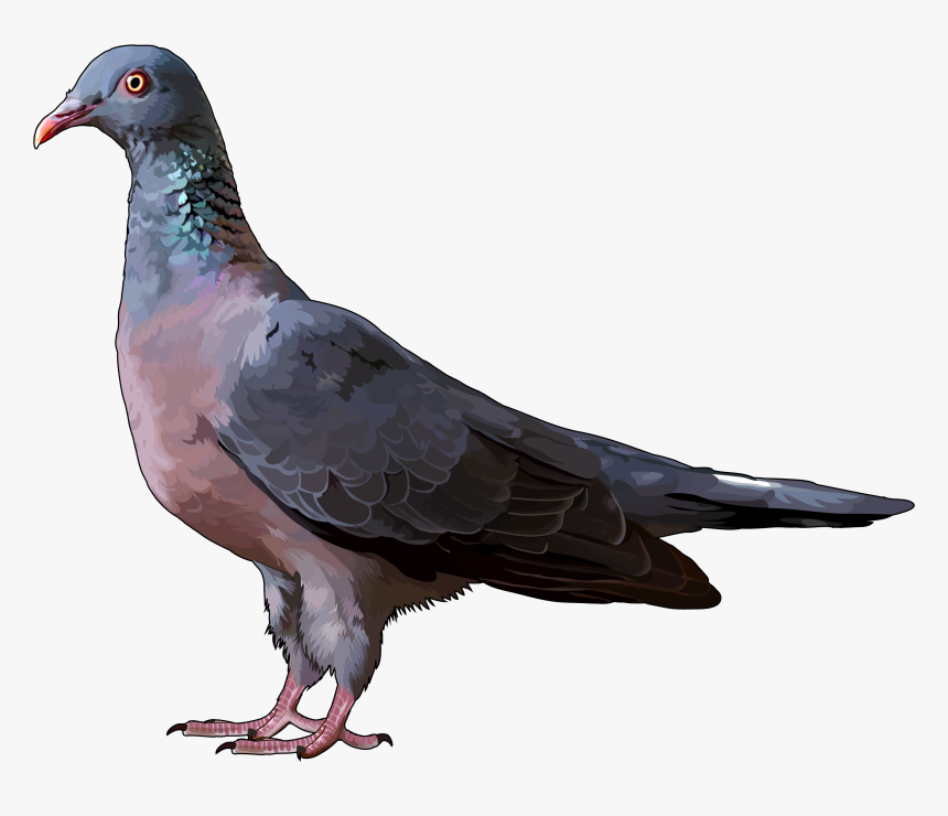 Paloma Png, Transparent Png