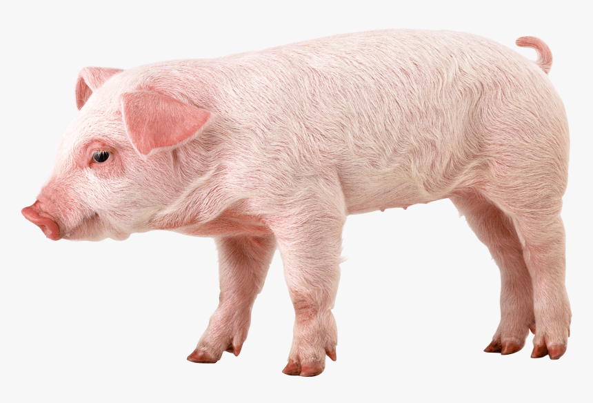 Pig Mask Png, Transparent Png