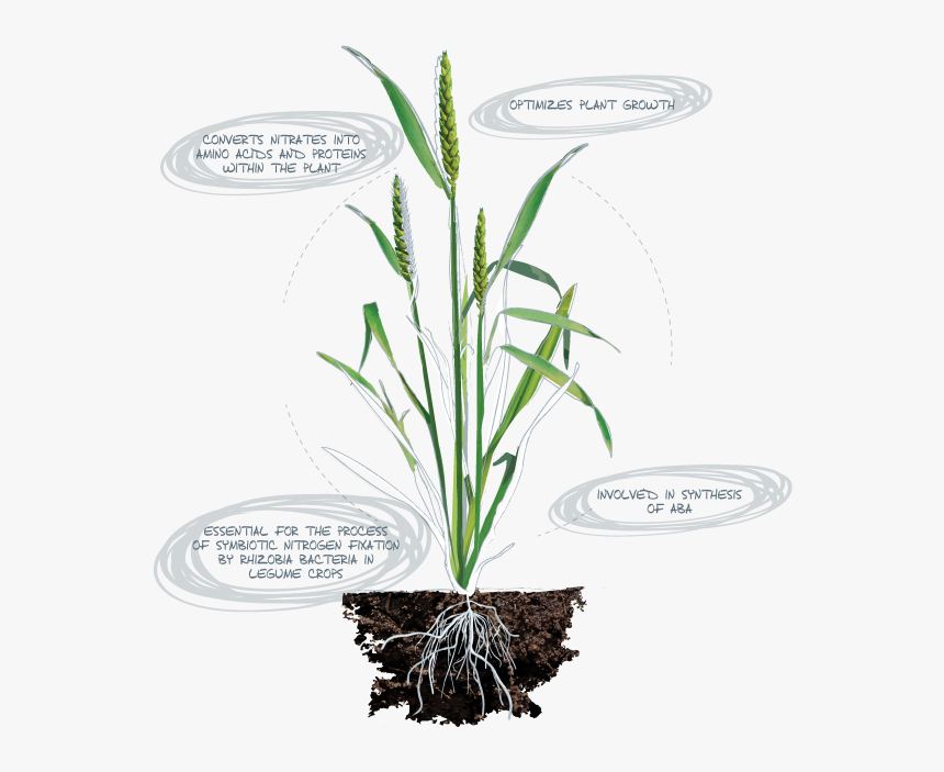 Magnesium In Chlorophyll And Phosphorus In Atp, HD Png Download