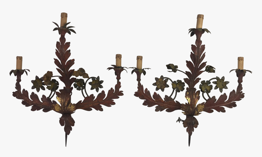 Black Oak, HD Png Download