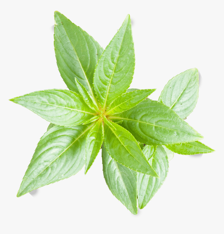 Peace Naturals Project Cannabis Plant Growth Stages, HD Png Download