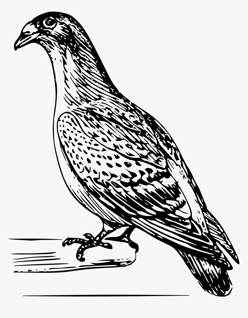Free Carriage Pigeon Line Art Clipart Clipart And Vector - Drawing Gorilla With Crown Tattoo, HD Png Download