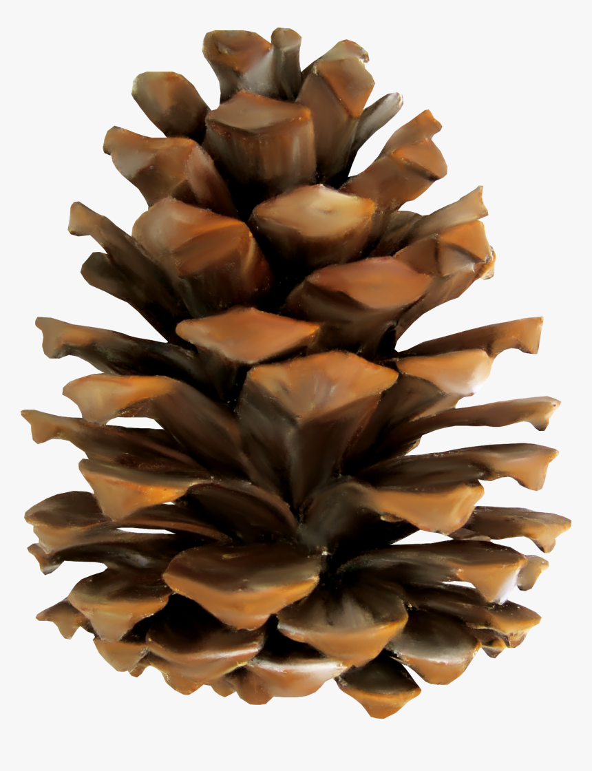 Pine Conifer Cone Euclidean Vector - Pine Cone Png, Transparent Png