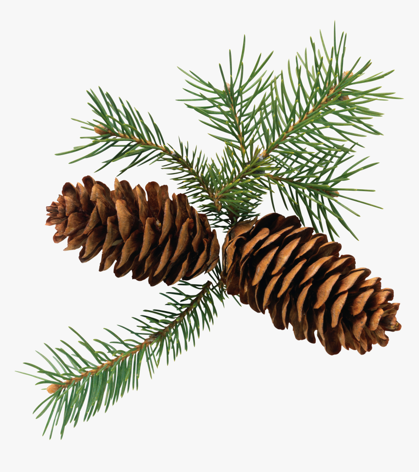 Pine Cone Png - Pine Png, Transparent Png