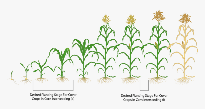 Clip Art Interseeding Covers Mastering Farming - Corn Crop Stages Hd, HD Png Download