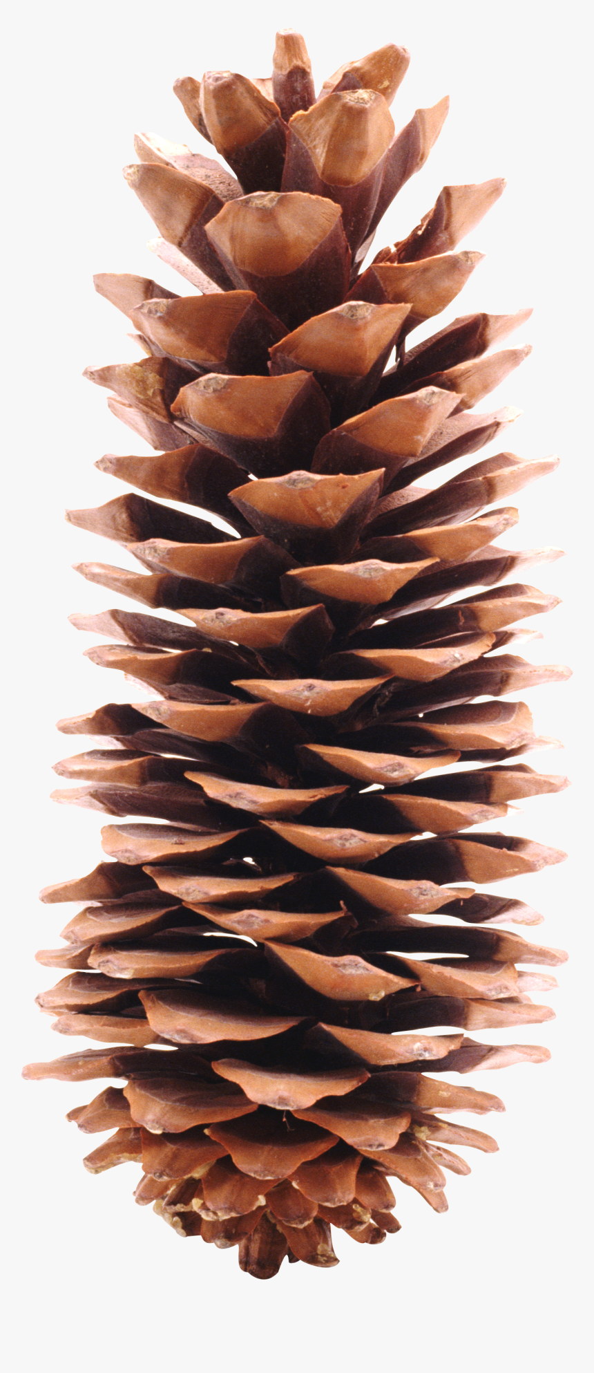 Pine Cone Transparent Background, HD Png Download