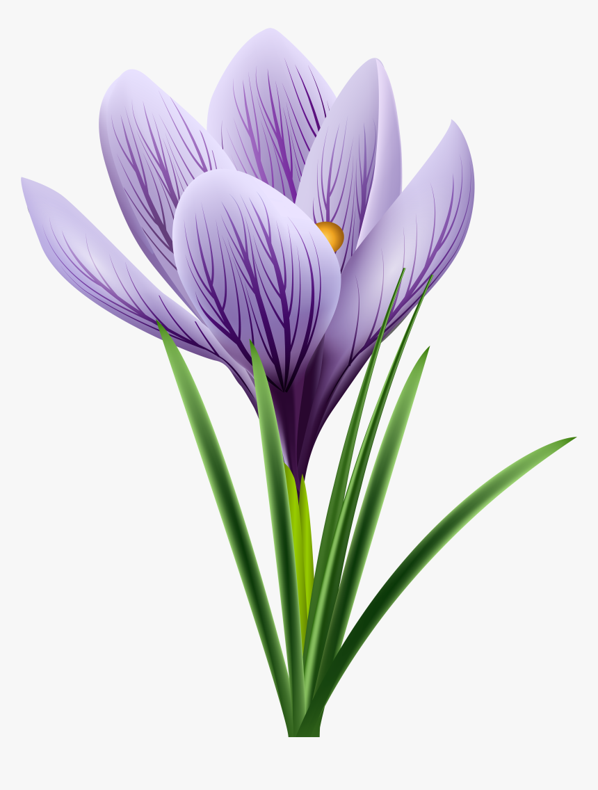 Transparent Autumn Flowers Png - Png Transparent Saffron Flowers, Png Download