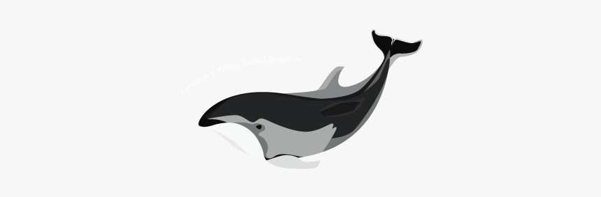 Wholphin, HD Png Download
