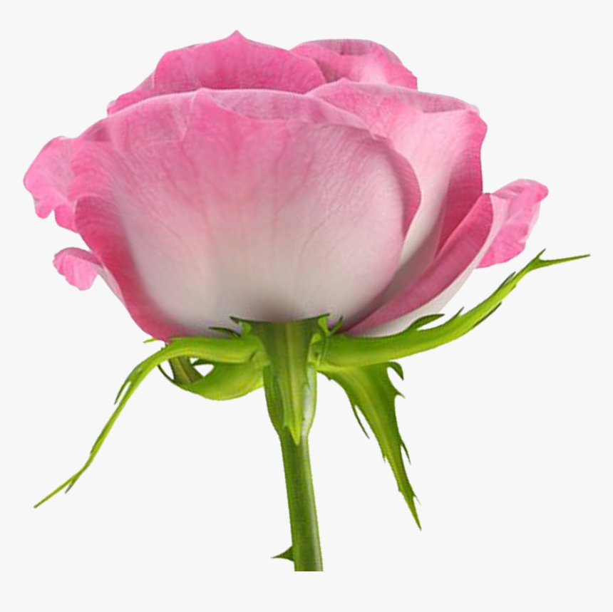Hybrid Tea Rose, HD Png Download