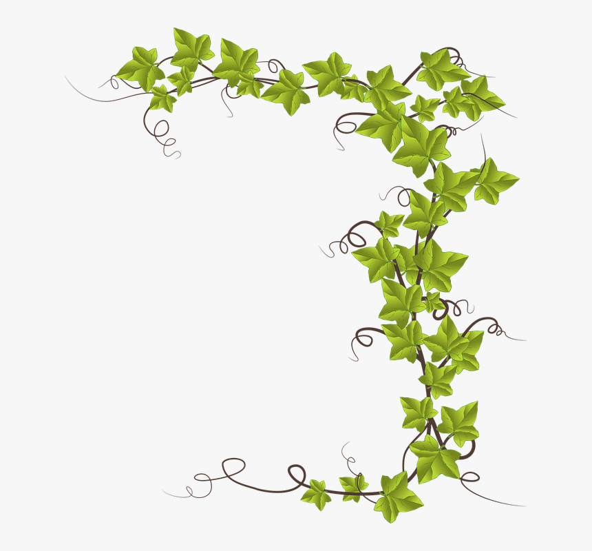 Grape Leaf Cliparts 22, Buy Clip Art - Cartoon Ivy Plant, HD Png Download