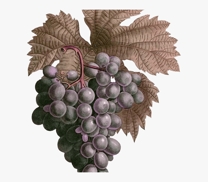 Seedless Fruit, HD Png Download