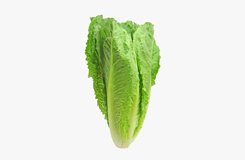Romaine Lettuce Png Pic - Romaine Lettuce, Transparent Png