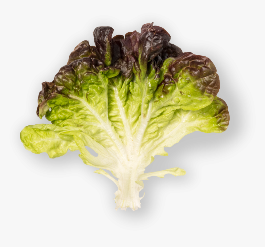 Romaine Lettuce, HD Png Download