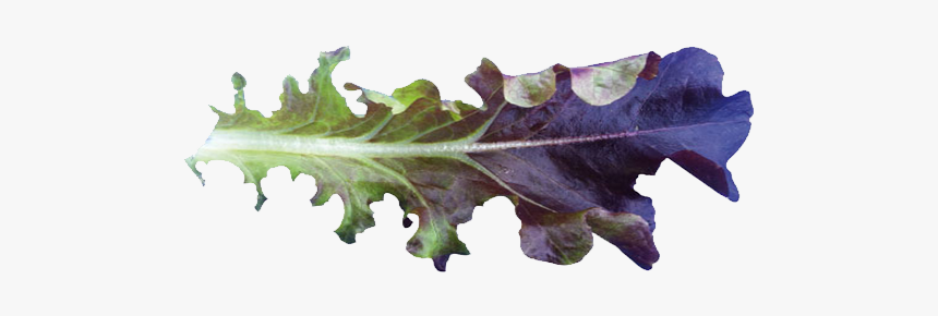 Cavendish Baby Leaf - Mustard Greens, HD Png Download