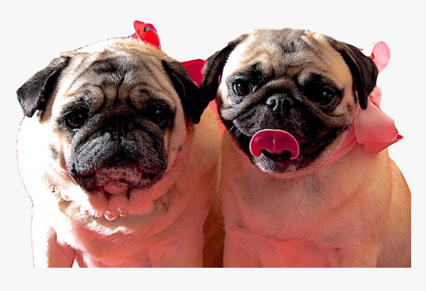 Pug Clipart , Png Download - Pug, Transparent Png