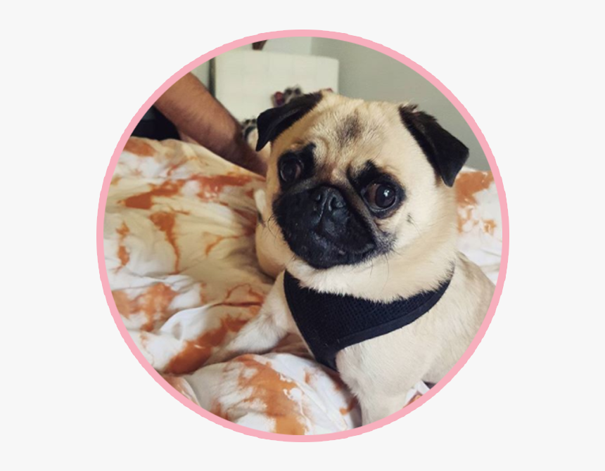 Biscuitthepikeletpug 1 - Pug, HD Png Download