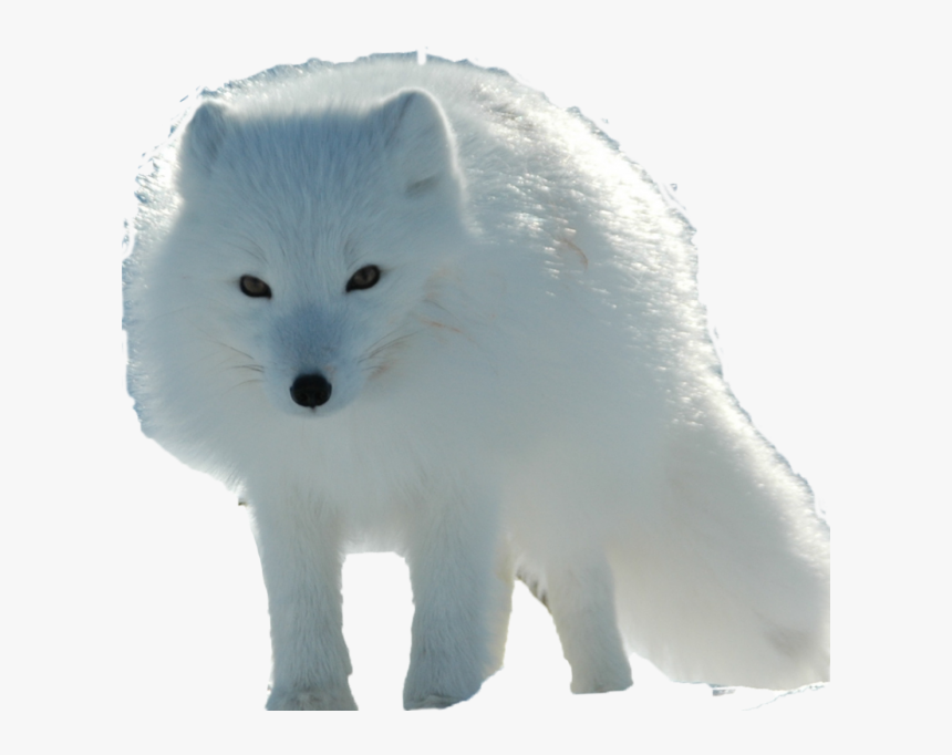 Arctic Fox, HD Png Download