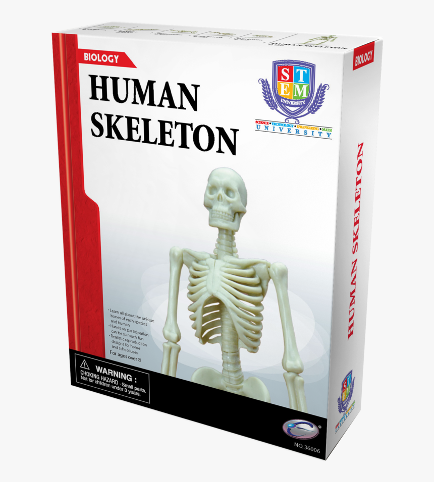 Mini Future Car Set , Png Download - Skeleton, Transparent Png