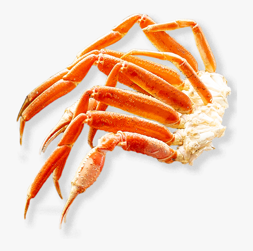 Snow Crab - Freshwater Crab, HD Png Download
