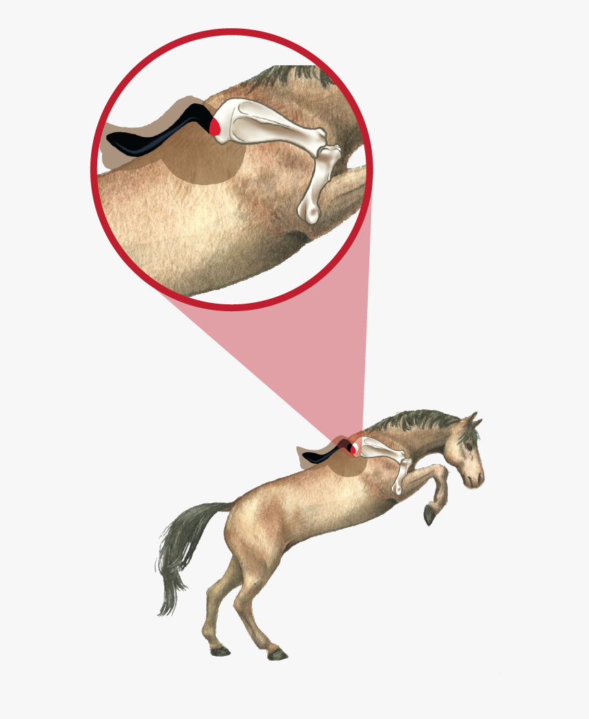 Comparison 01 01 - Illustration, HD Png Download