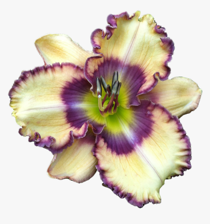Fireside - Lily, HD Png Download