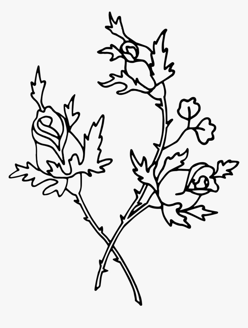 Rose Roses Flower Free Photo, HD Png Download