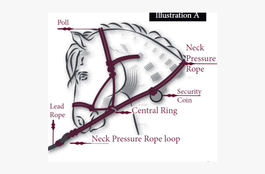 Head Sketch - Graphic Design, HD Png Download