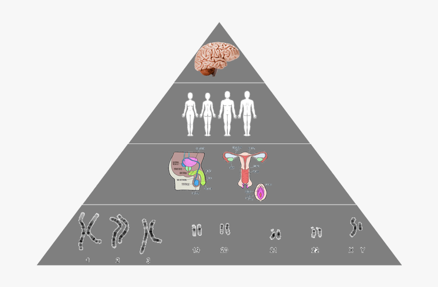 Graphic Design, HD Png Download