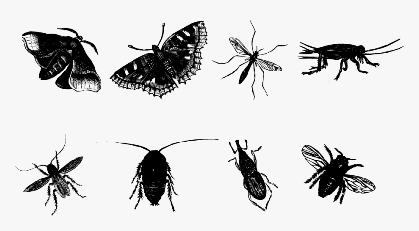 Insect Butterfly Mosquito Bee - Insect Sketch Png, Transparent Png