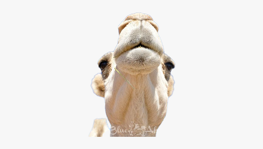 Camel Transparent Png - Arabian Camel, Png Download