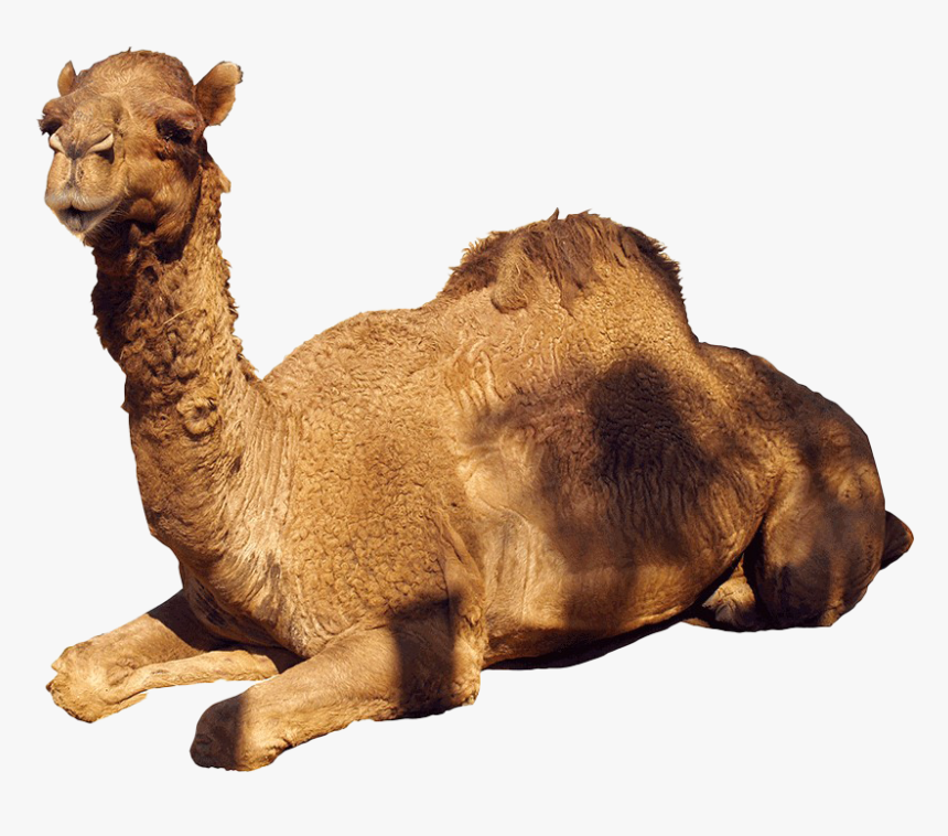Camel White Back Ground, HD Png Download