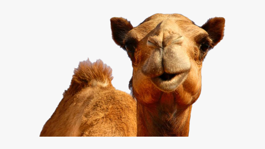 Camel Png Photos - Transparent Hump Day Camel, Png Download