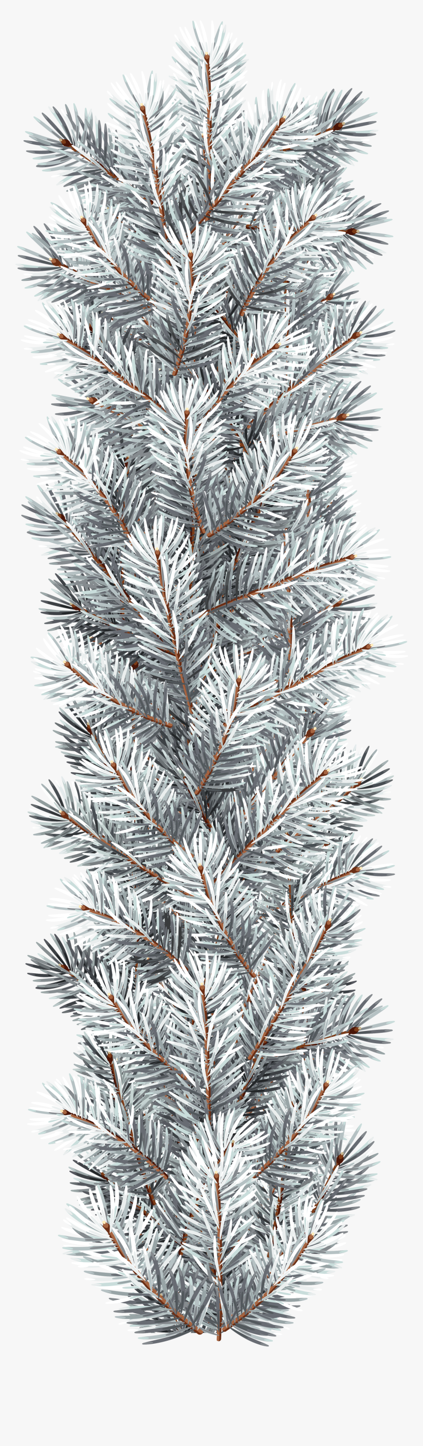 White Pine Png - White Fir Branch Png, Transparent Png