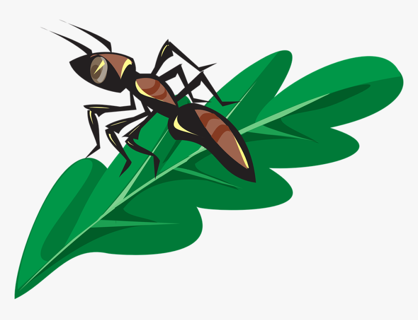 Ant On A Leaf, HD Png Download