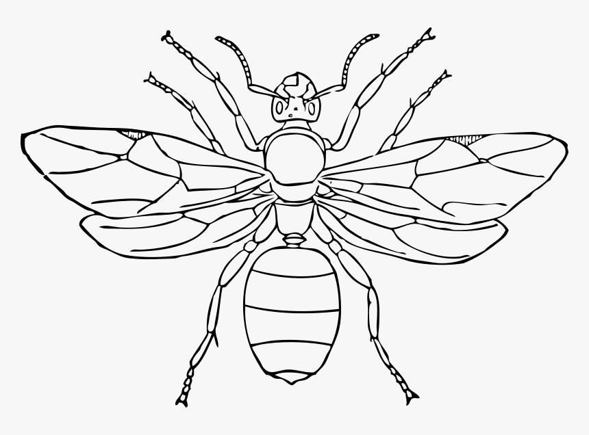 Queen Ant - Queen Ant Clipart, HD Png Download